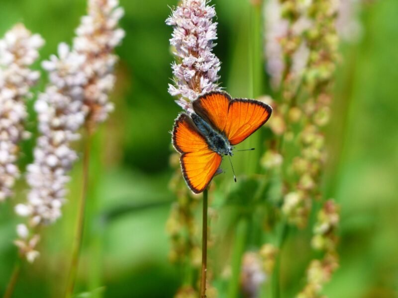 uitgelichte planten