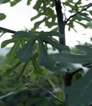 Ficus carica 'Bornholms Diamant' (Vijgenboom)