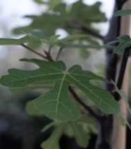 Ficus carica 'Brown Turkey' (Vijgenboom)