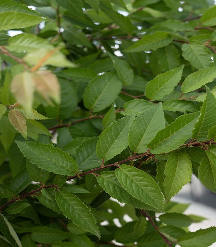 Prunus serrula 'Autumnalis' (Japanse sierkers) blad