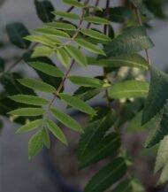 Sorbus aucuparia 'Pendula' (Lijsterbes treurvorm)