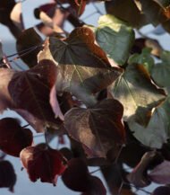 Cercis canadensis 'Forest Pansy' (Judasboom als struik) blad