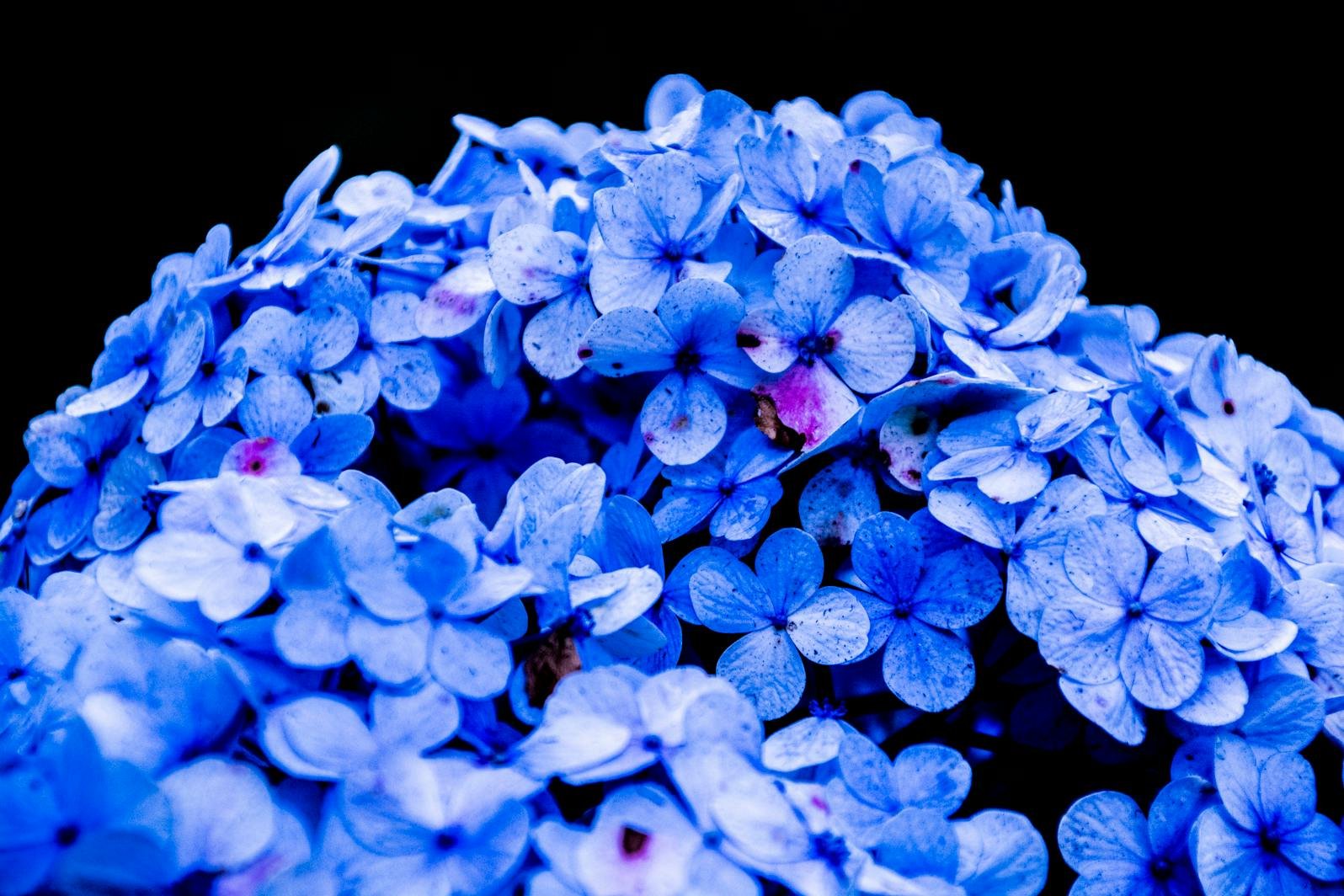 Hortensia