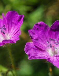 vaste planten