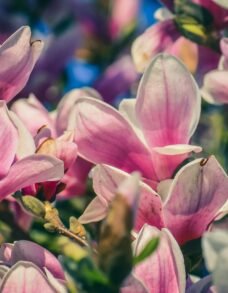 Magnolia
