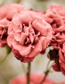 Rozen