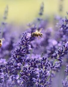 lavendel