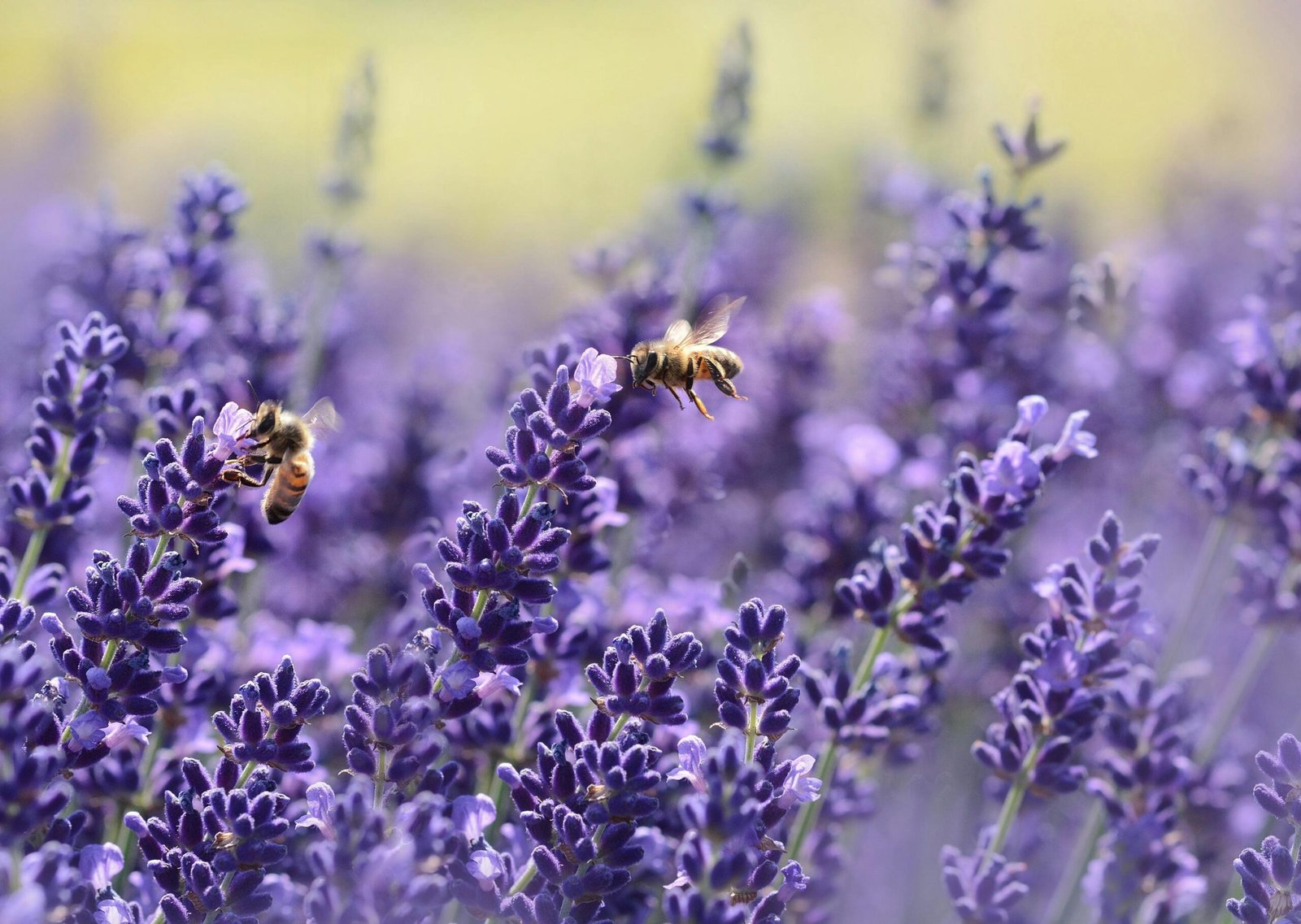 lavendel