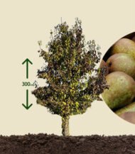 Pyrus communis 'Conference' (Oude Conference perenboom)